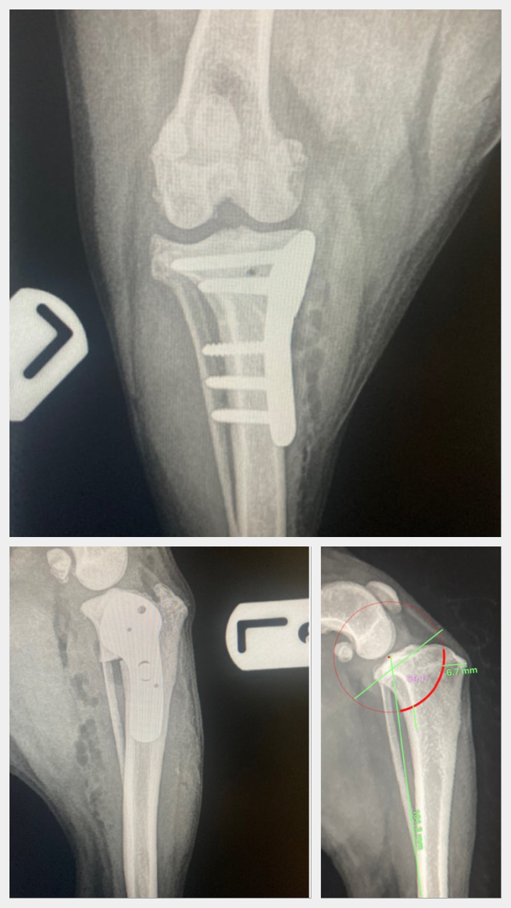 TPLO courses